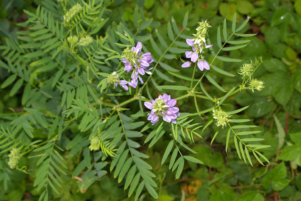 Galega officinalis / Capraggine, lavamani, chiappamosche